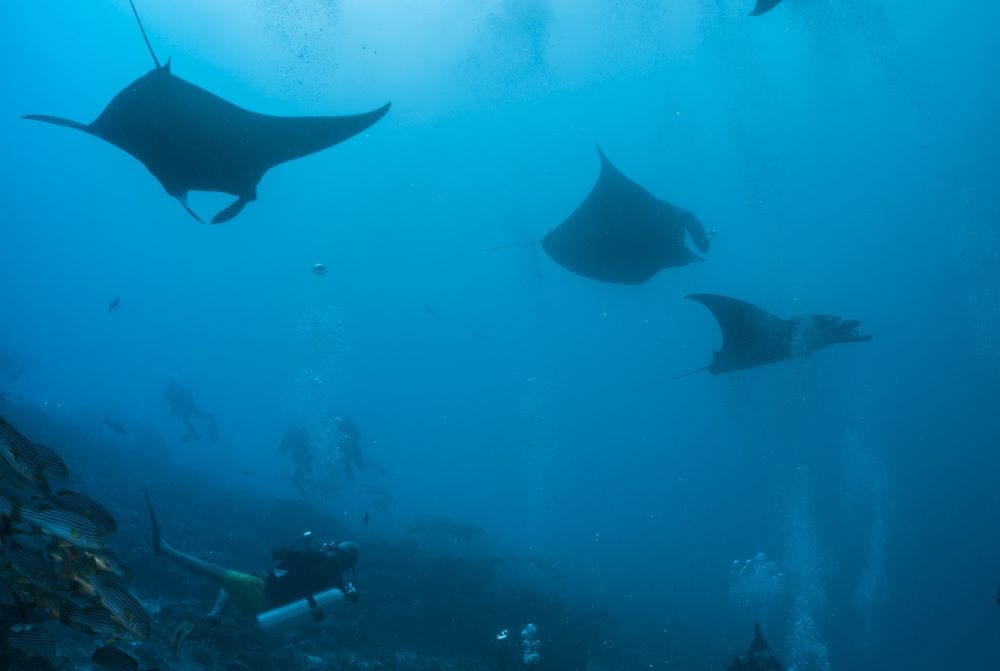 Manta rays underwater