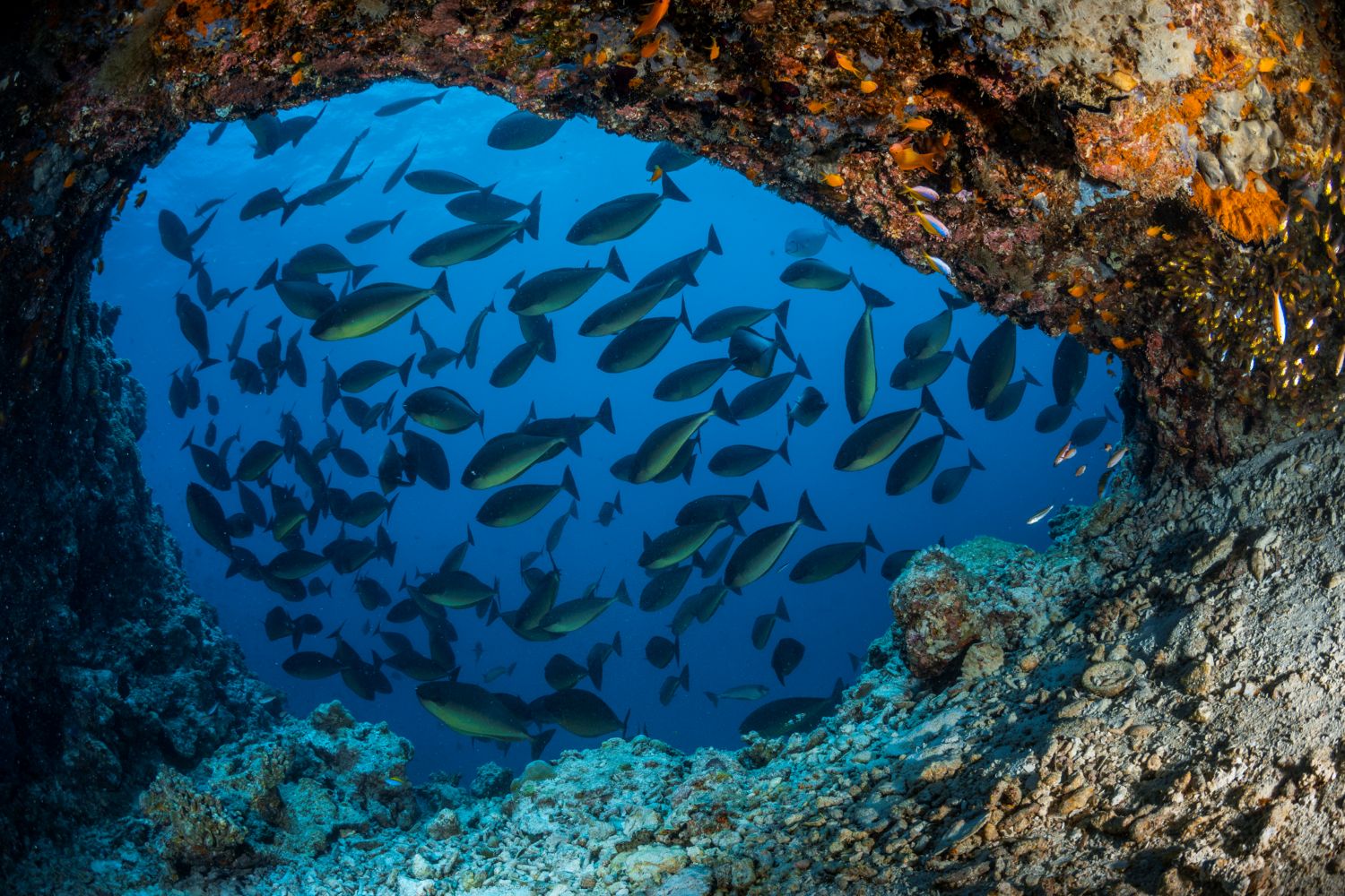 Boat diving adventure in Ari Atoll