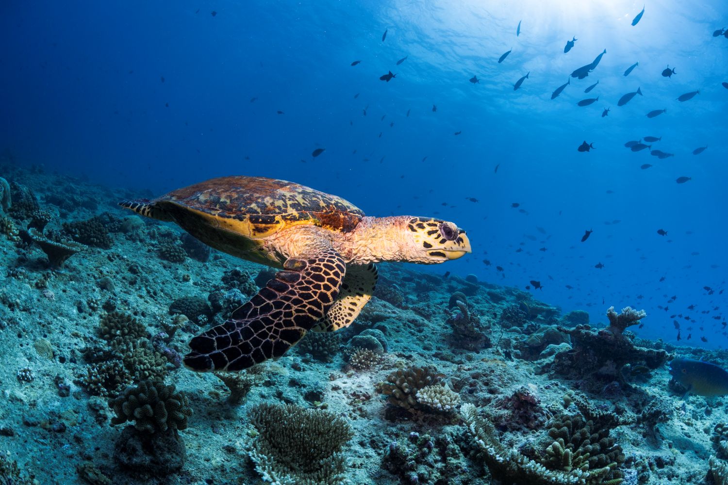 Sea turtle snorkeling tour